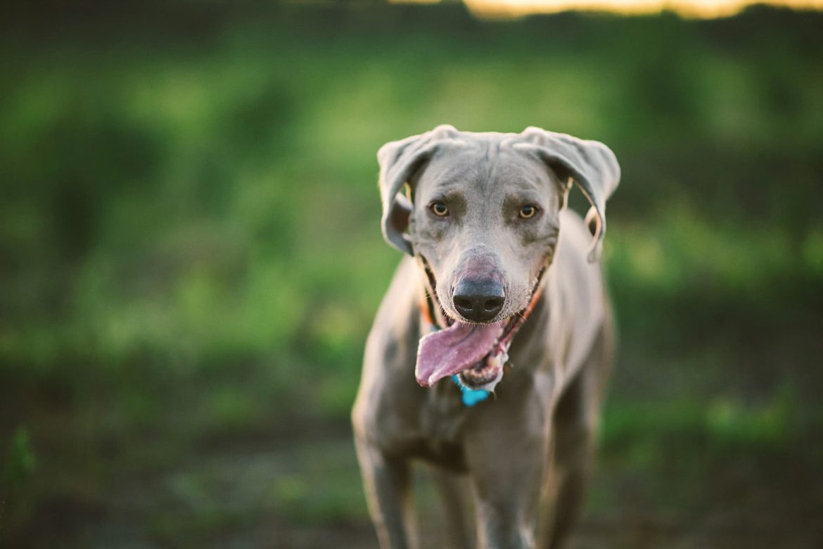 Walk Your Dog Month 2024
